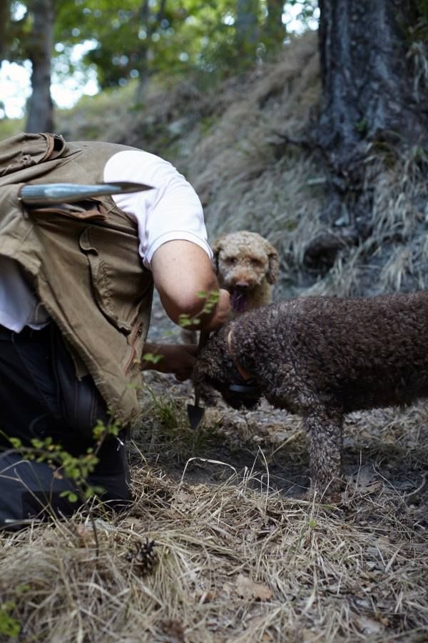 Kuidas säilitada ja käsitleda värskeid trühvleid kodus?
