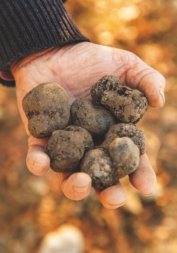 Kuidas säilitada ja käsitleda värskeid trühvleid kodus?